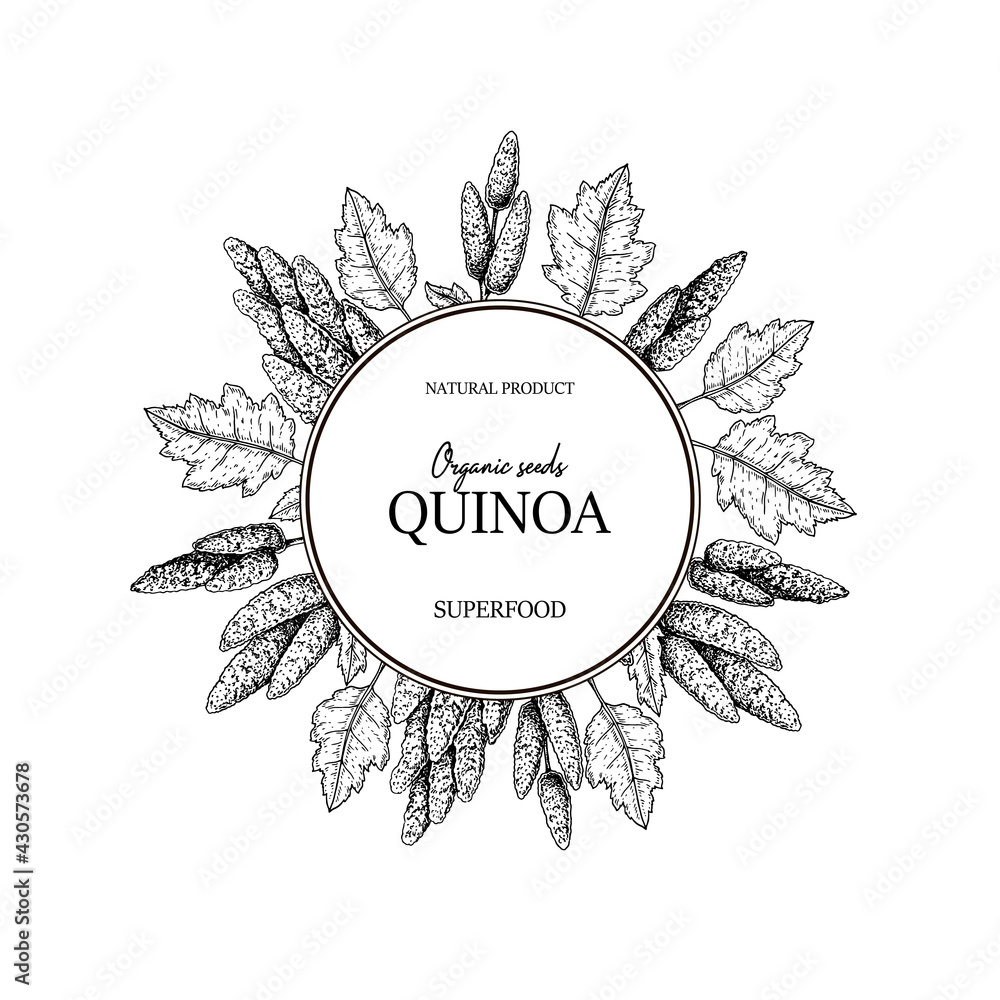 Fototapeta premium Hand drawn quinoa frame. Vector illustration in sketch style.