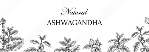 Hand drawn horizontal Ashwagandha design with branches and berries isolated on white background. Vector illustration in sketch style.
