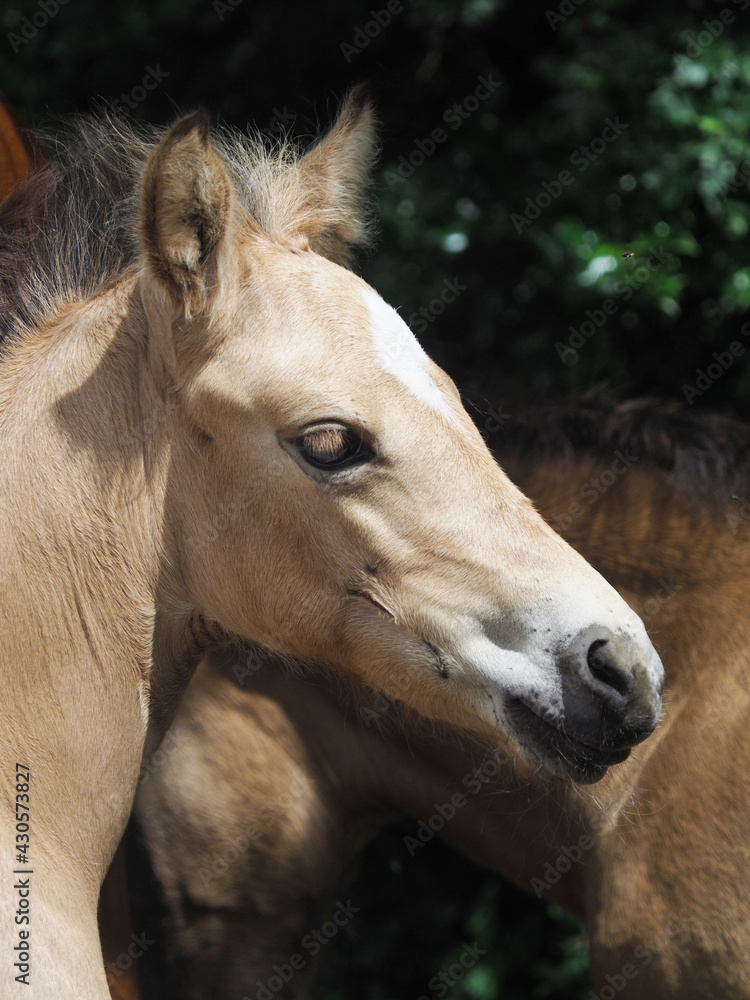 Obraz premium Welsh Pony Foal