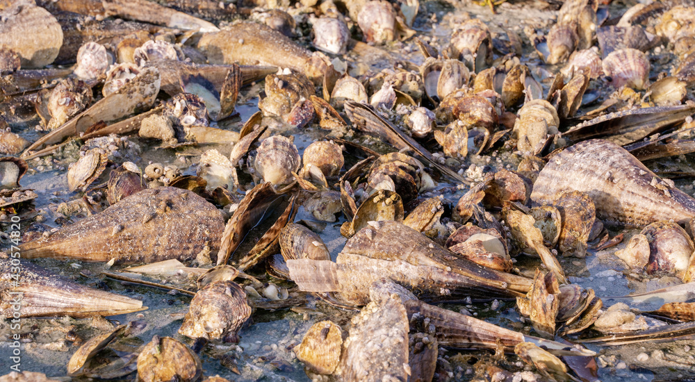 Maura pen shell (Atrina Maura) and pearl shells in the shore during low tide at Wakra beach in Qatar. Maura pen shell (Atrina Maura) and pearl shells in the shore during low tide at Wakra beach in Qatar.