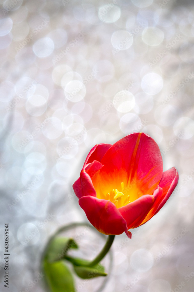 Obraz premium One red tulip with a green leaf in a vase. Medium shot.