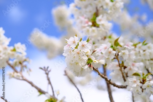 cherry tree blossom © littleboy1945