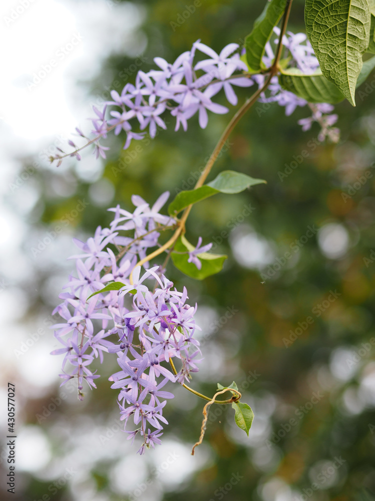 Purple Wreath, Queen's Wreath, Sandpaper Vine, Petrea volubilis flower beautiful bunch bouquet blooming in garden on blurred of nature background Purple Wreath, Queen's Wreath, Sandpaper Vine, Petrea volubilis flower beautiful bunch bouquet blooming in garden on blurred of nature background