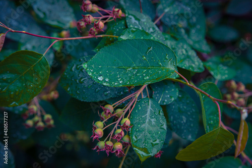 Morning dew on Leaf