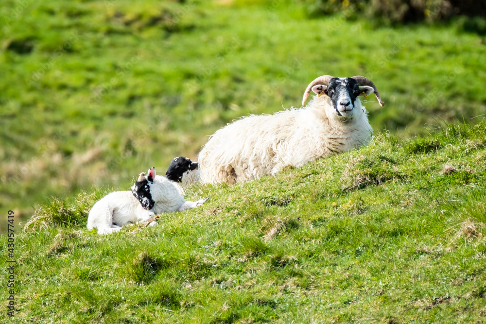 A blackface sheep family in a field in County Donegal - Ireland A blackface sheep family in a field in County Donegal - Ireland