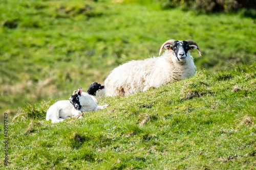 A blackface sheep family in a field in County Donegal - Ireland
