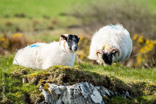 A blackface sheep family in a field in County Donegal - Ireland
