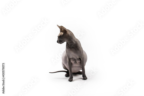 Sphynx pregnant cat. Beautiful gray hairless sphynx cat sit © Olga