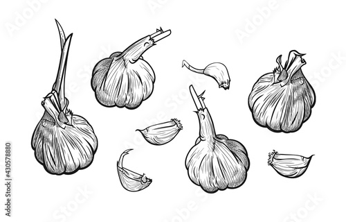 Hand drawn garlic set. Heads and lobules on a white background in a linear style. Vector illustration, EPS 10.