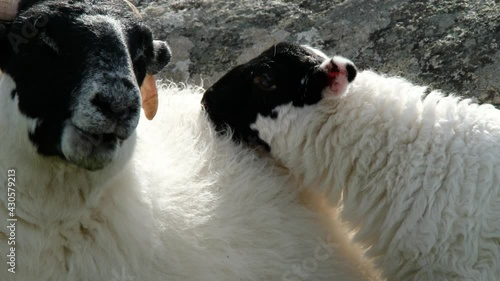 A blackface sheep family in a field in County Donegal - Ireland