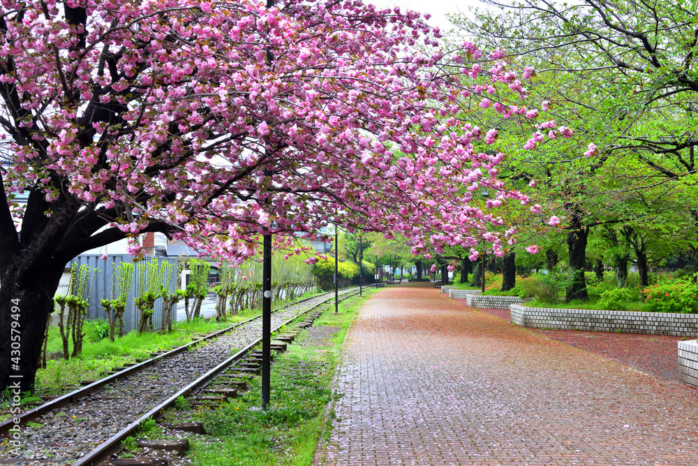 寒川一之宮公園で鮮やかに咲く八重桜