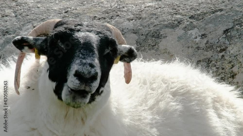 A blackface sheep chewing in a field in County Donegal - Ireland