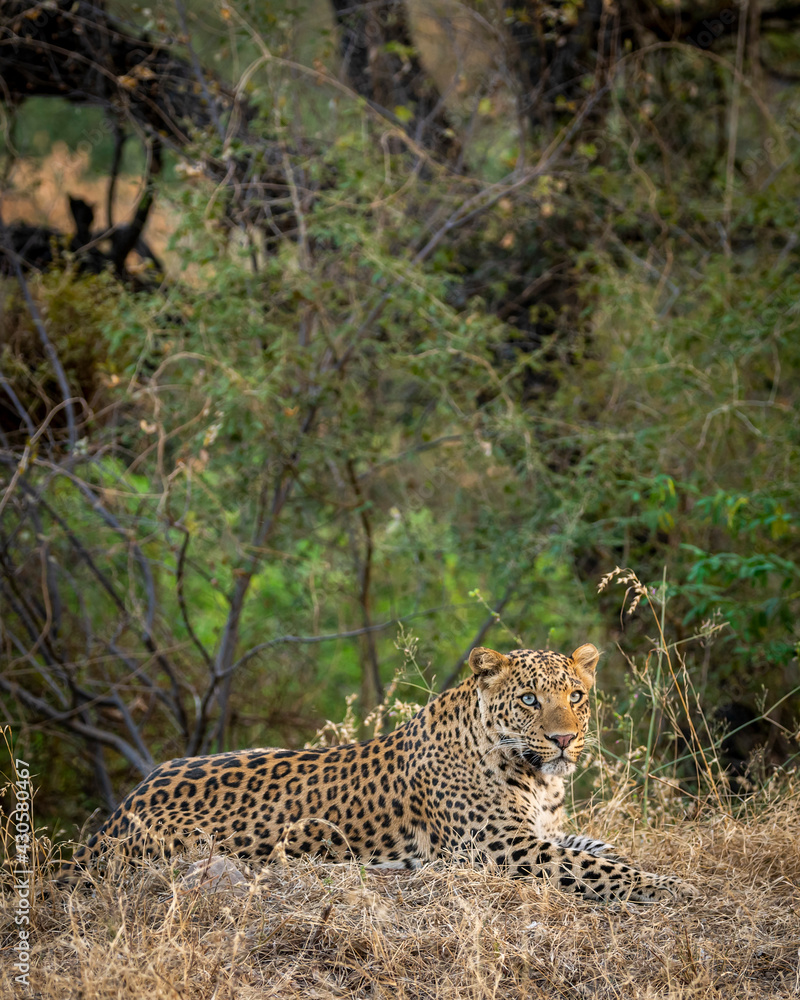Obraz premium Indian wild male leopard or panther in natural green background during outdoor jungle safari at jhalana forest or leopard reserve jaipur rajasthan india - panthera pardus fusca