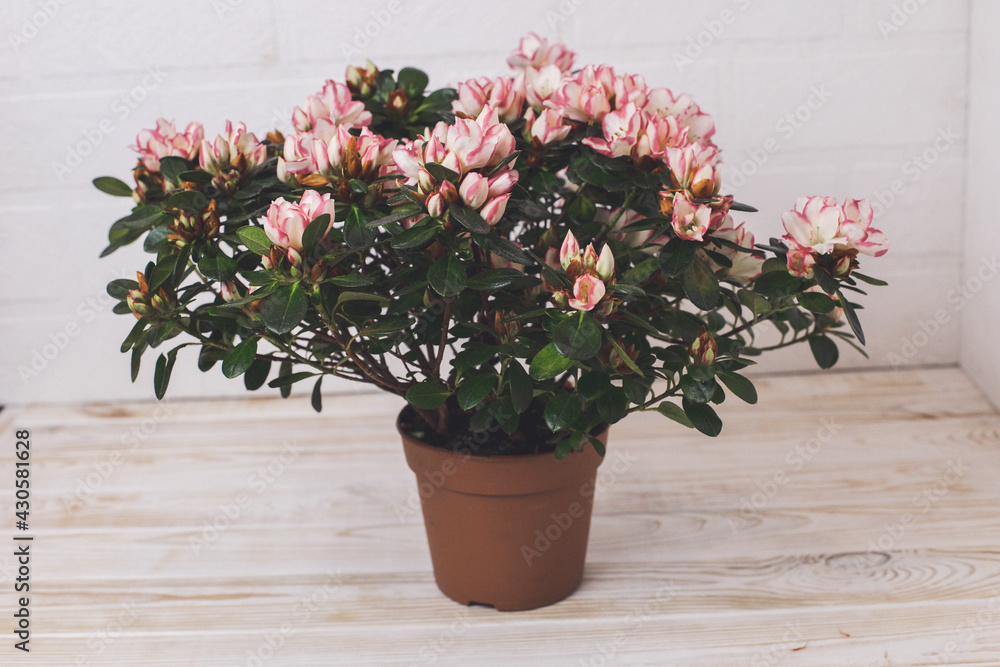 Fototapeta premium Azalea. Home flower. Flowering flowerpot. Minimalism