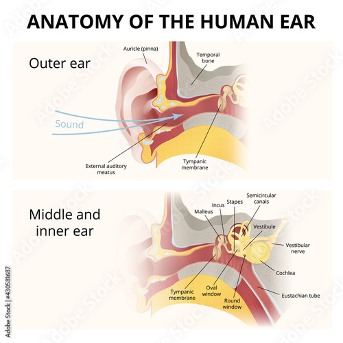 anatomy of the human ear, hearing system