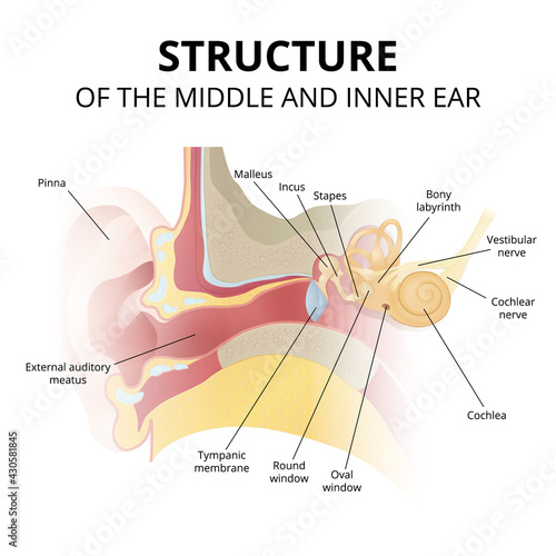 human ear anatomy, hearing system on white background