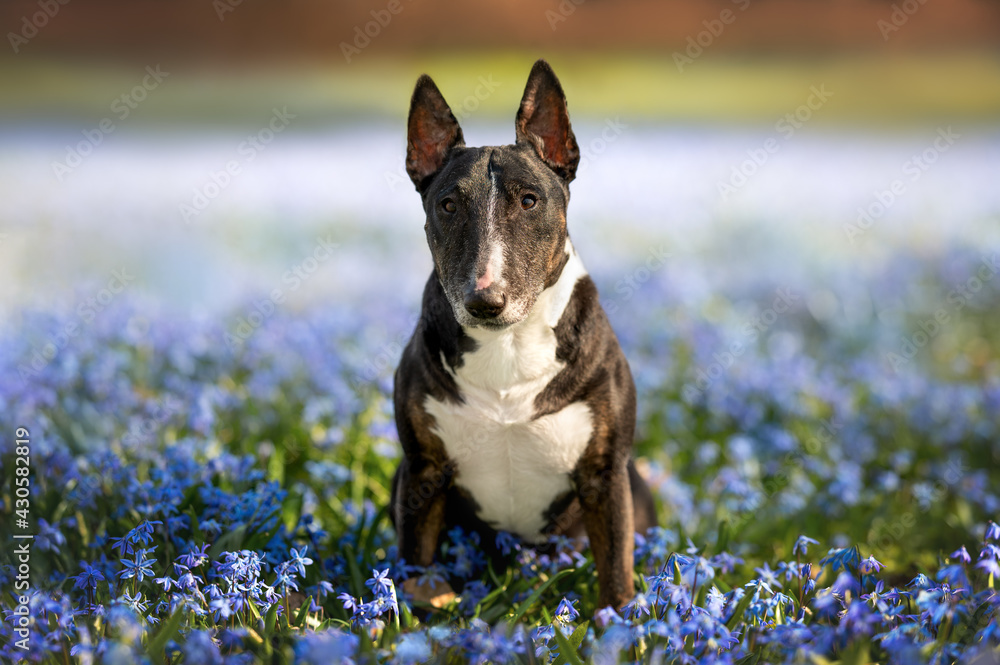 miniature bull terrier dog sitting outdoors on a field of blooming blue siberian squill flowers