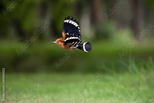 Close-up of hoopoe (Upupa epops) flying away from the nest. Bird with orange head and body, black and white striped wings. © Thongtawat