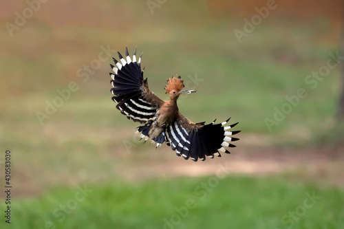 Close-up of hoopoe (Upupa epops) flying away from the nest. Bird with orange head and body, black and white striped wings. © Thongtawat