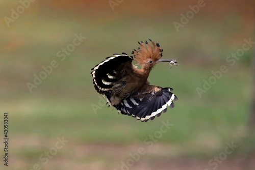 Close-up of hoopoe (Upupa epops) flying away from the nest. Bird with orange head and body, black and white striped wings.