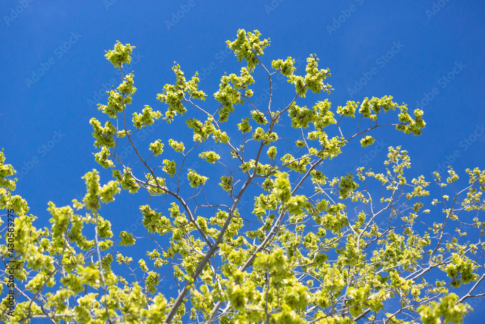 tree green and sky blue
