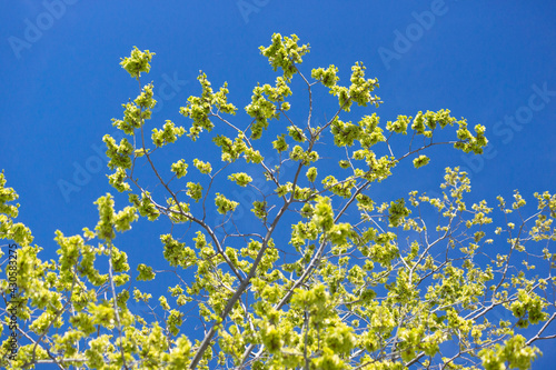 tree green and sky blue