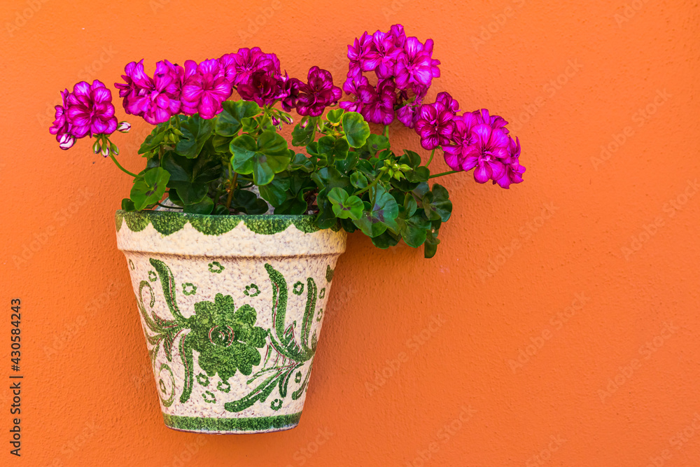 Violet geranium flowers blooming in a white green ceramic pot,  hanging on a orange cement wall