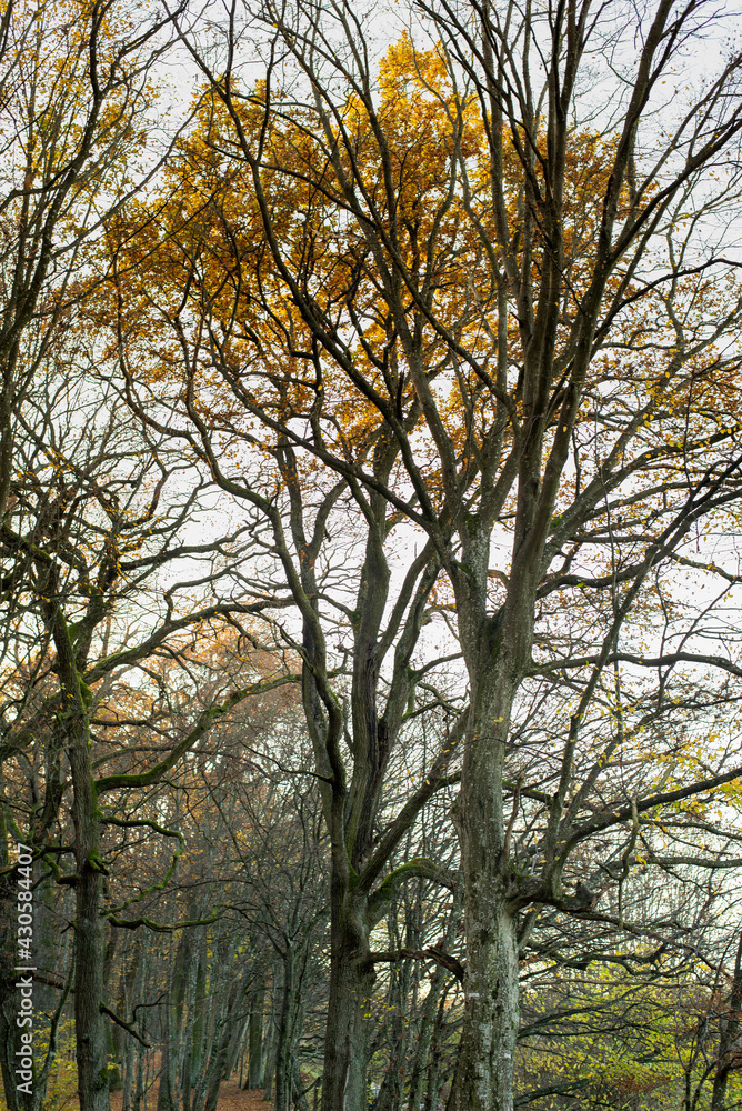trees in the autumn forest