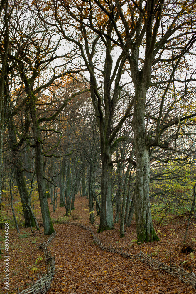 forest trail in autumn