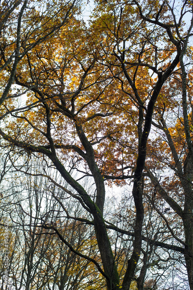 trees in autumn trees in autumn