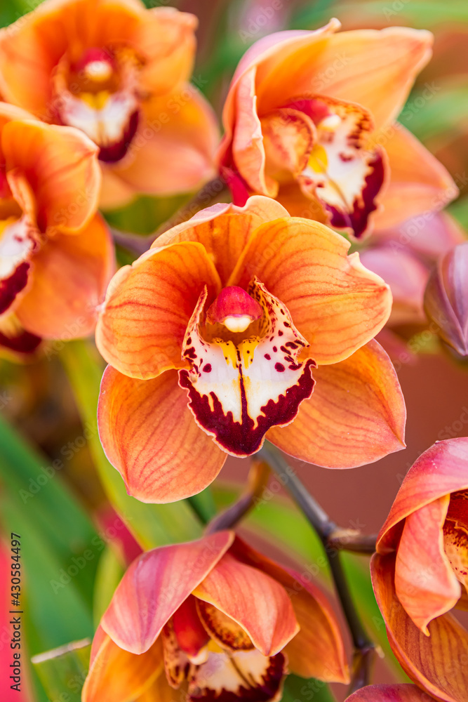 Orange and violet orchid (Phalaenopsis), blooming with orchid flowers background, close view Orange and violet orchid (Phalaenopsis), blooming with orchid flowers background, close view