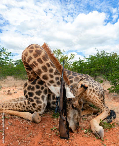 Photography Traditional giraffe trophy with rifle after an official safari in Africa