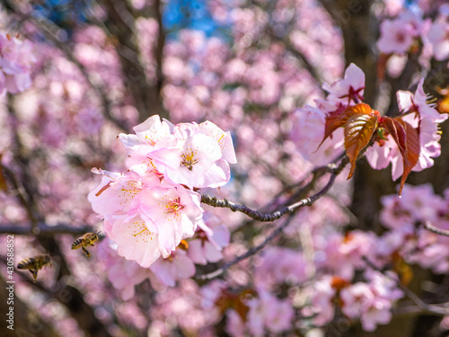 Sargent's cherry blossoms with honey bee (Kannonji river, Kawageta, Fukushima, Japan) photo