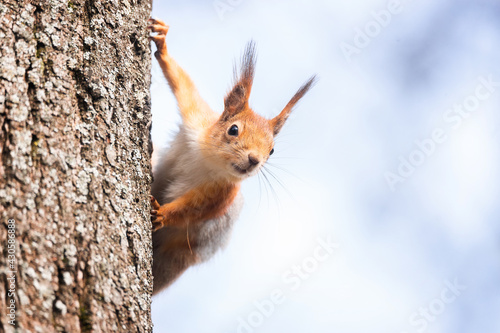 The squirrel with nut sits on a branches in the spring or summer. Portrait of the squirrel close-up. Eurasian red squirrel, Sciurus vulgaris