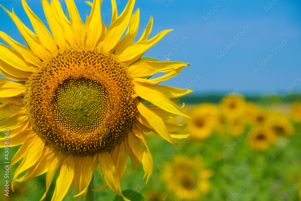 Sunflower with bee on blue sky background