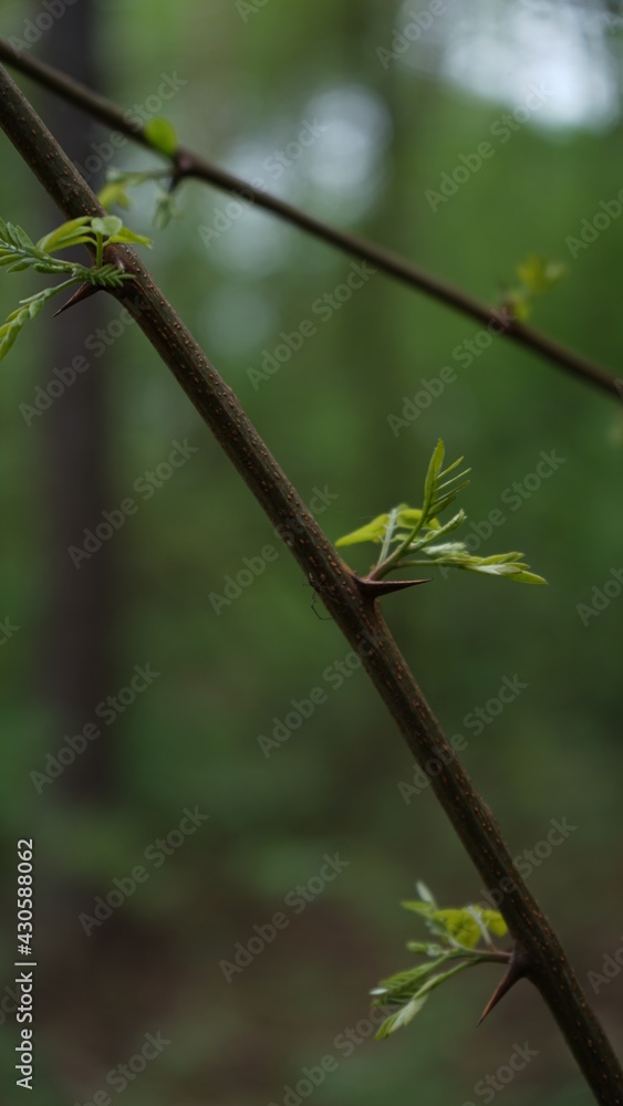 Green leaves Green leaves