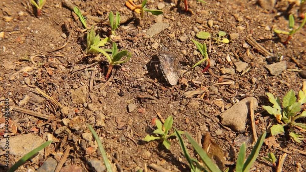 Brown stink bug.
Camouflage insects.
In the end, when it feels it's getting caught, it flees and flies.
Amazing camouflage animals.
Insect on a summer day in woods.
bugs.
Wildlife, wild nature Brown stink bug.
Camouflage insects.
In the end, when it feels it's getting caught, it flees and flies.
Amazing camouflage animals.
Insect on a summer day in woods.
bugs.
Wildlife, wild nature
