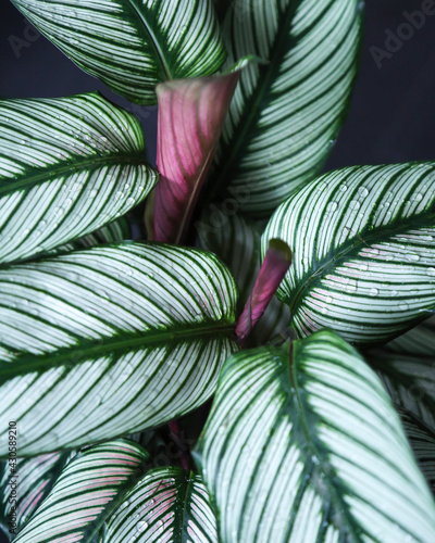Calathea White Star with water droplets on dark background photo