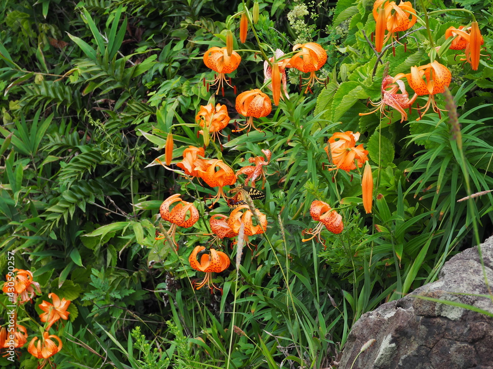 Flowers and butterflies in Japan