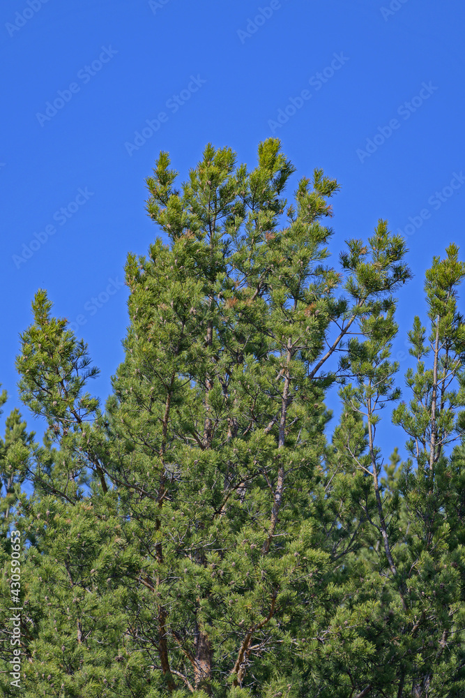 Pine branches with cones against the blue sky