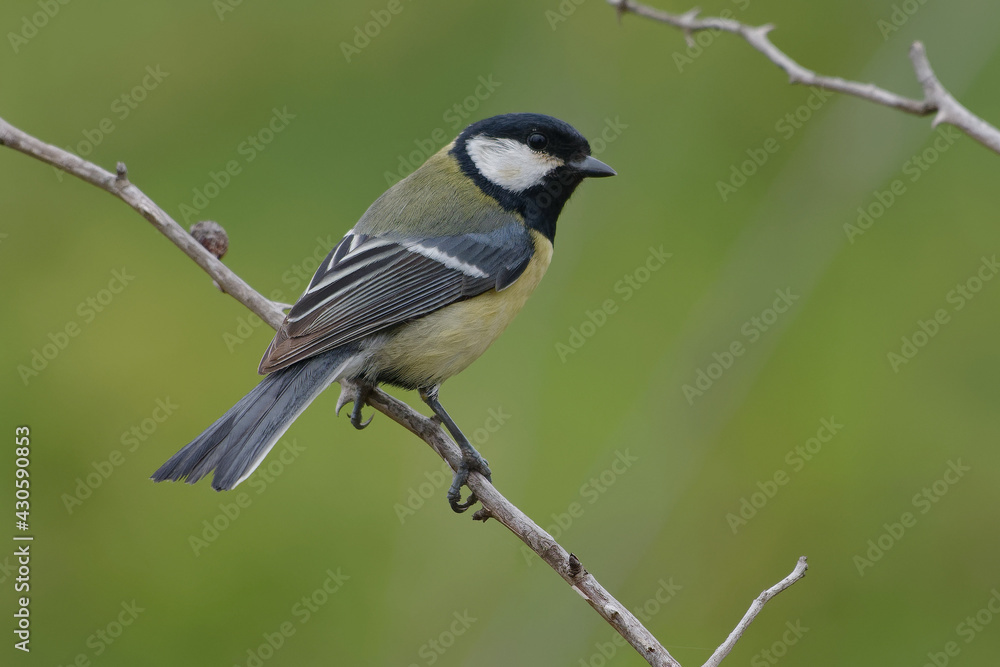Great Tit (Parus major) perched on a branch Great Tit (Parus major) perched on a branch