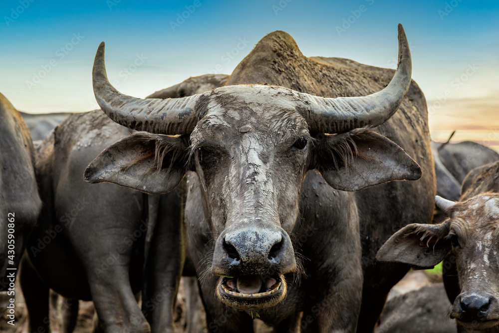 Naklejka premium Many Sea Buffaloes residents of enclosure at Talay Noi is a river basin at the topmost of Songkhla Lake, Phatthalung