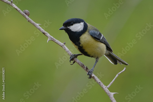 Great Tit (Parus major) perched on a branch