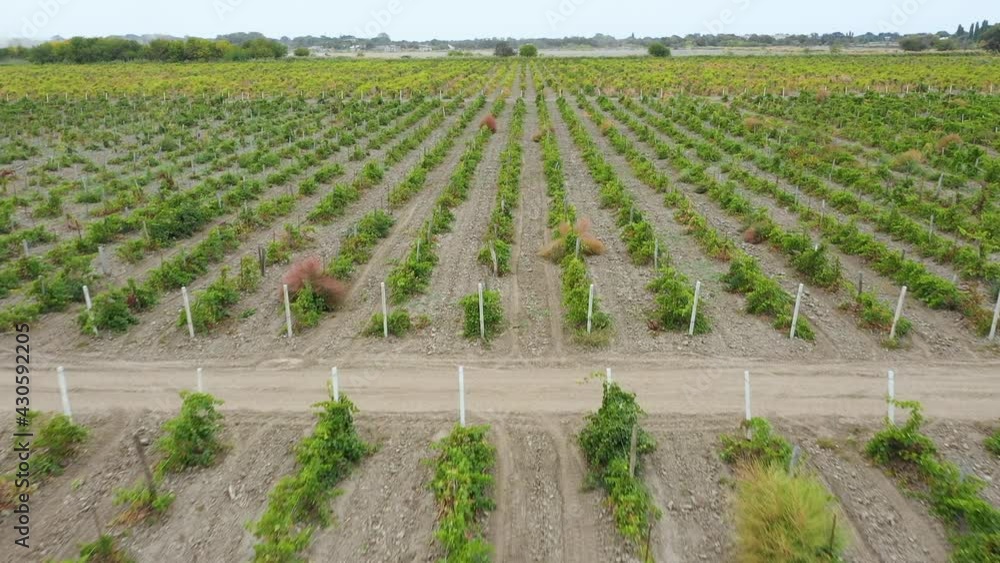 Flight along the beds of the agricultural field Flight along the beds of the agricultural field