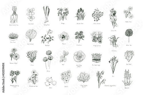 Flowers, herbs, vegetables gardening illustrations vector set