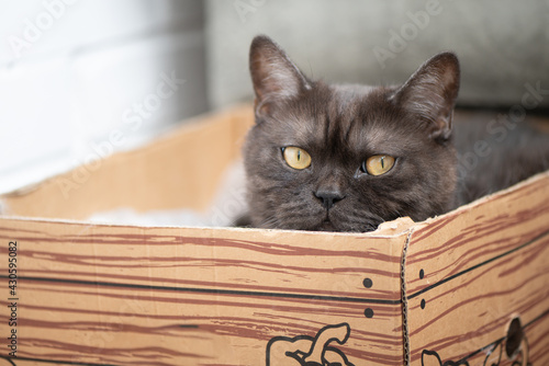 Cute gray tabby cat hides in cardboard box © Gioia
