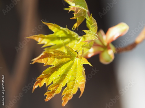 Ahorn (Acer)