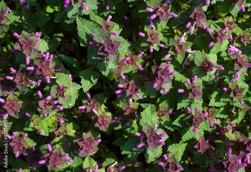 Closeup shot of melastomes flowers photo