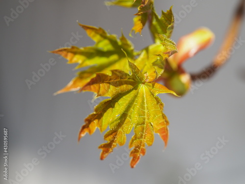 Ahorn (Acer)