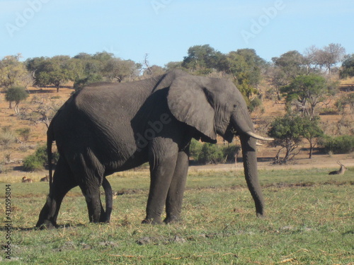 Elephant